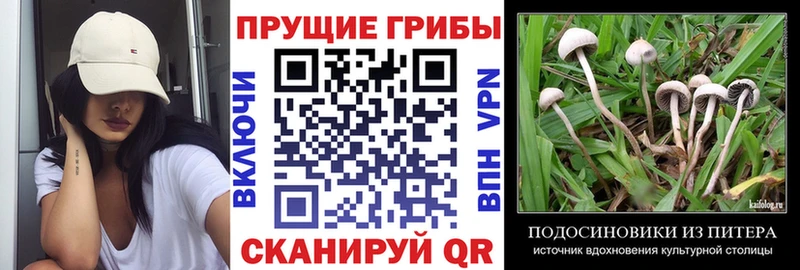 Галлюциногенные грибы GOLDEN TEACHER  Полевской 
